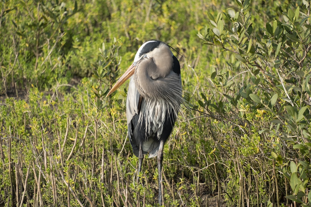 a bird with a long beak standing in a field