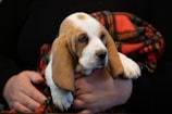 A small puppy with long ears and a white and brown coat is being held gently in a person's hands. The puppy is resting on a patterned red and black blanket, exuding a calm and content demeanor.