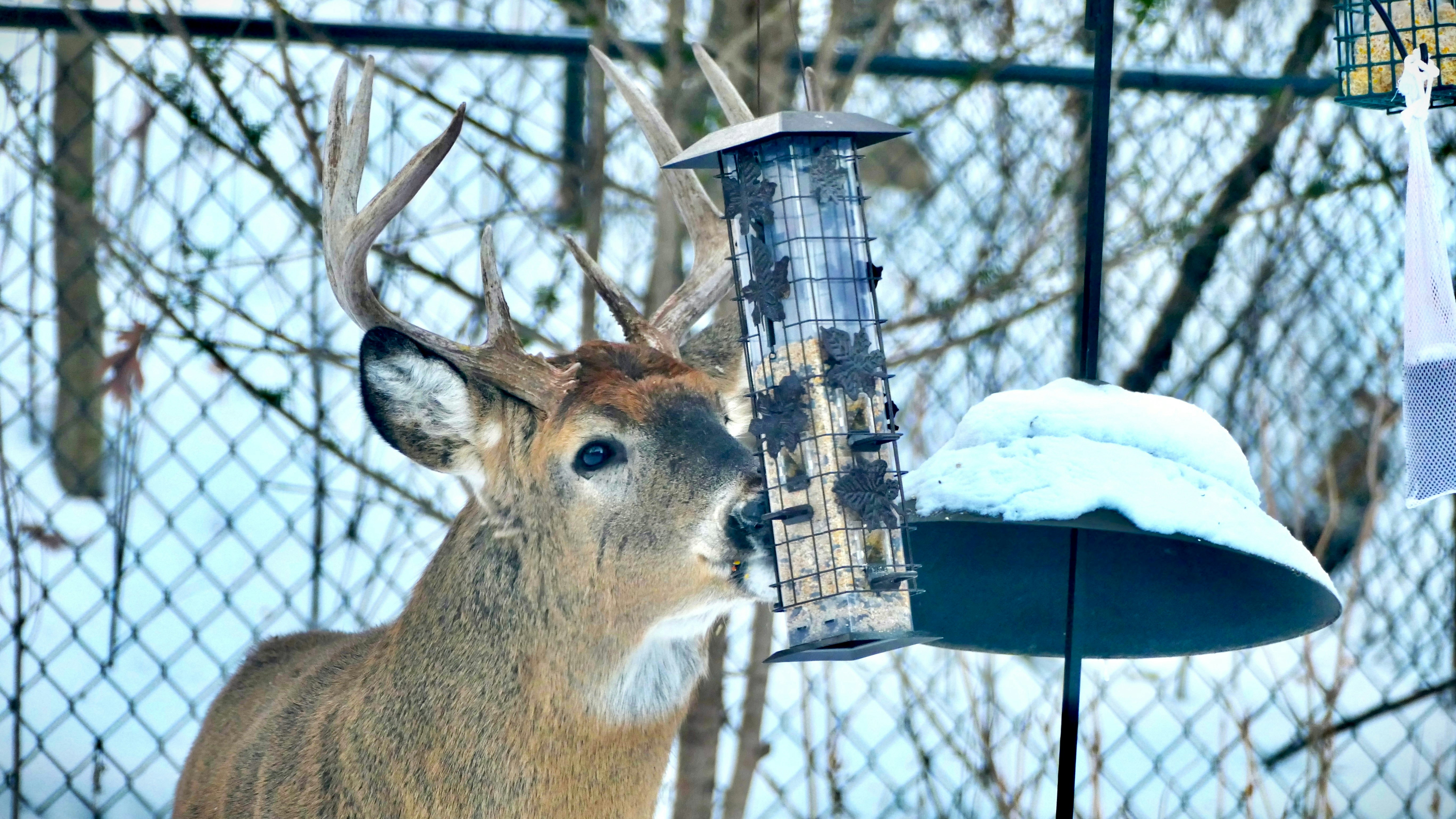 a deer that is standing next to a bird feeder
