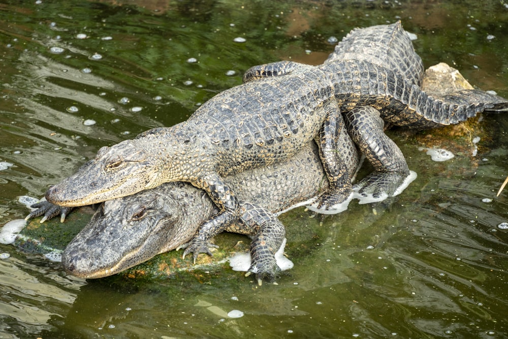 a large alligator laying on top of a body of water