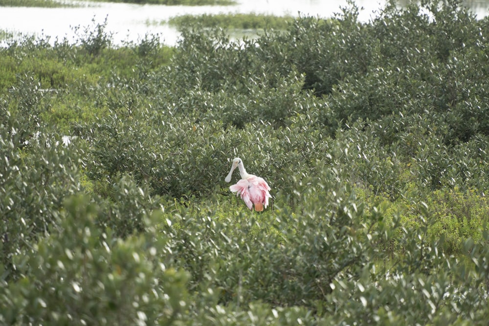 a pink bird is standing in the bushes