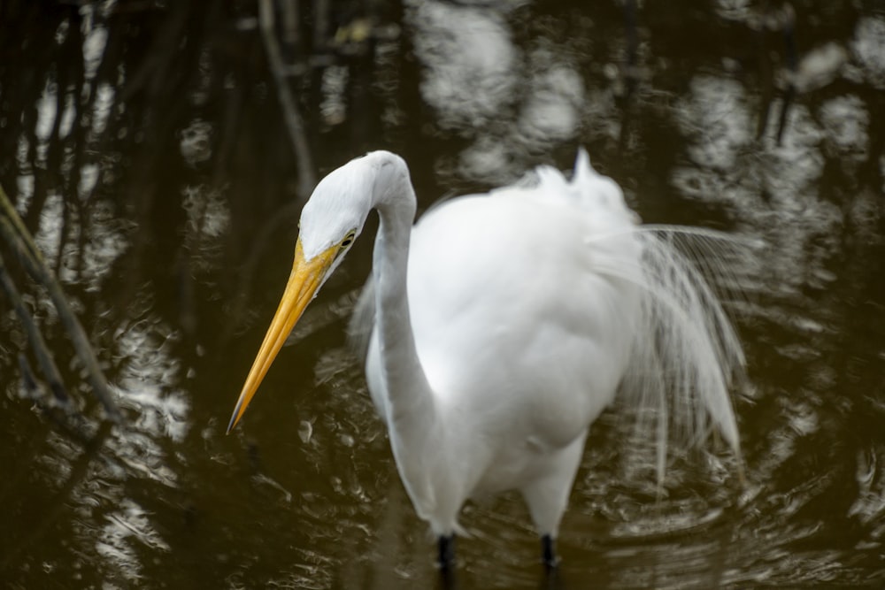 a white bird with a long beak standing in the water