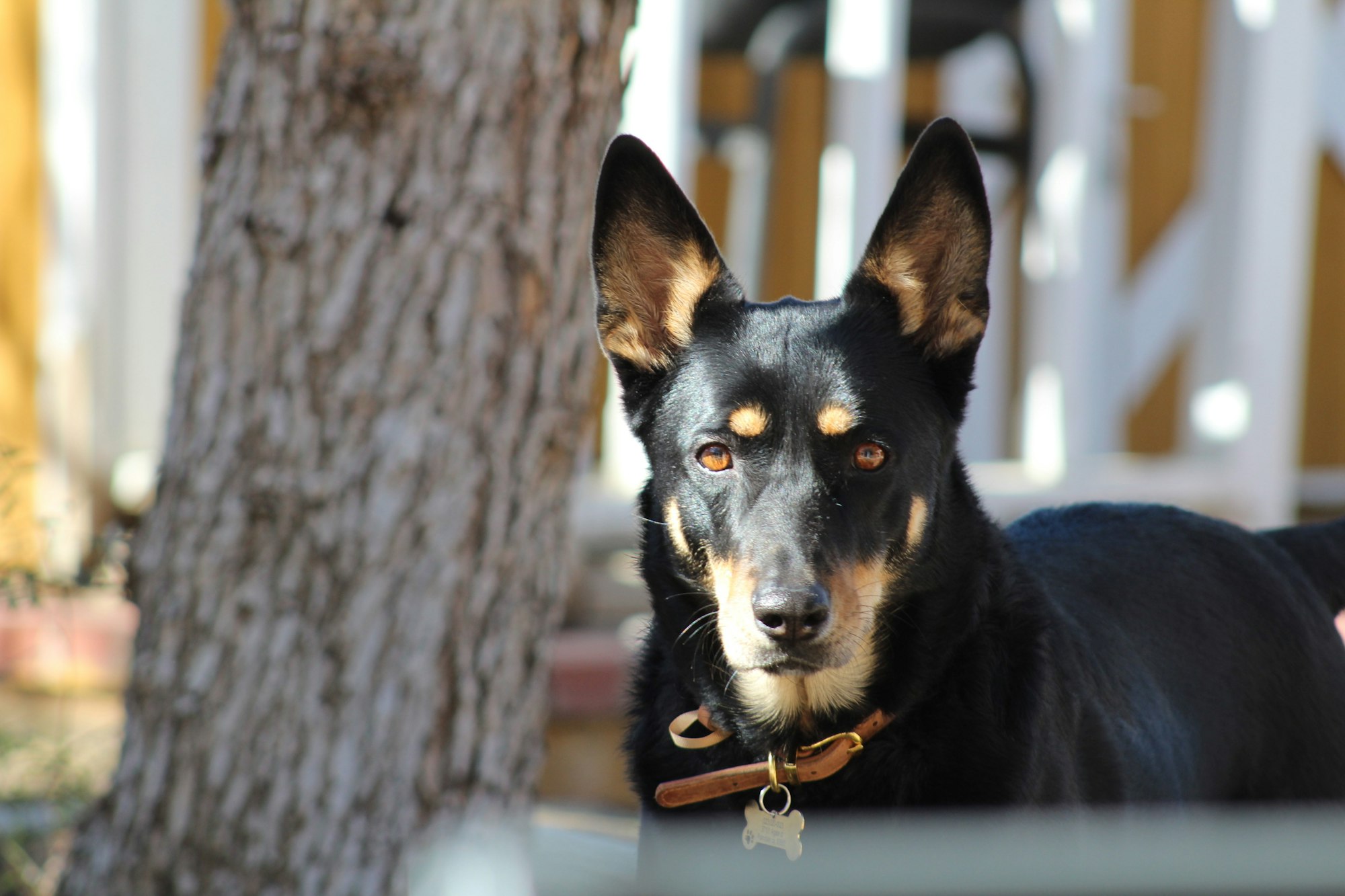 a black and brown Australian Kelpie dog standing next to a tree