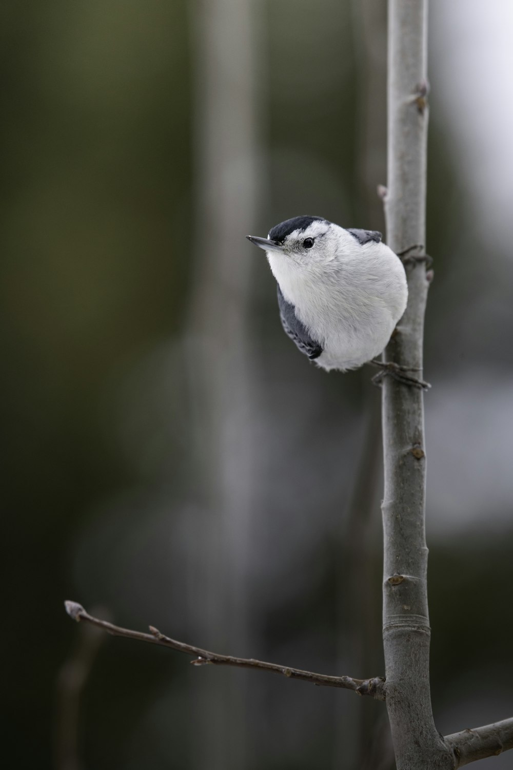 a small bird perched on a tree branch