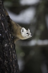 Pine Marten