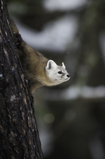 Pine Marten