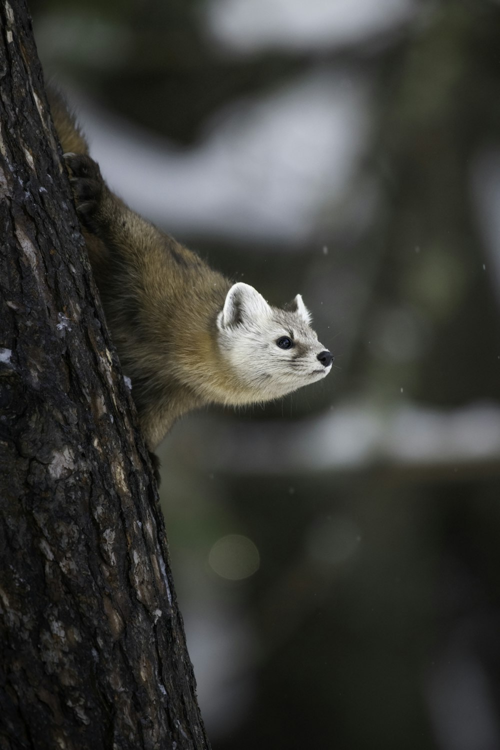 a white and brown animal standing on top of a tree