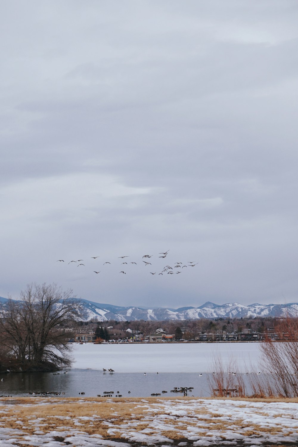 a flock of birds flying over a lake