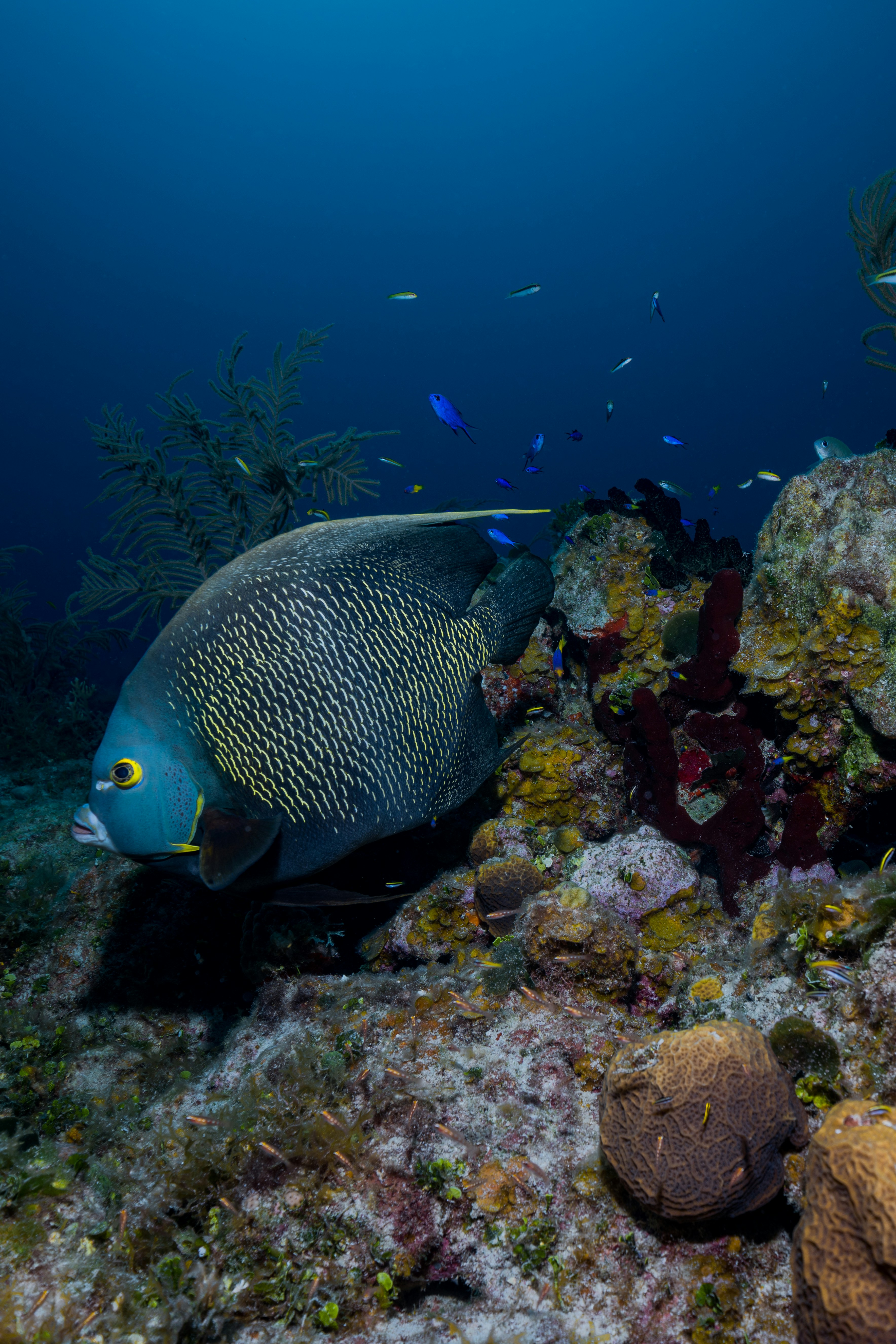 a fish that is swimming in the water