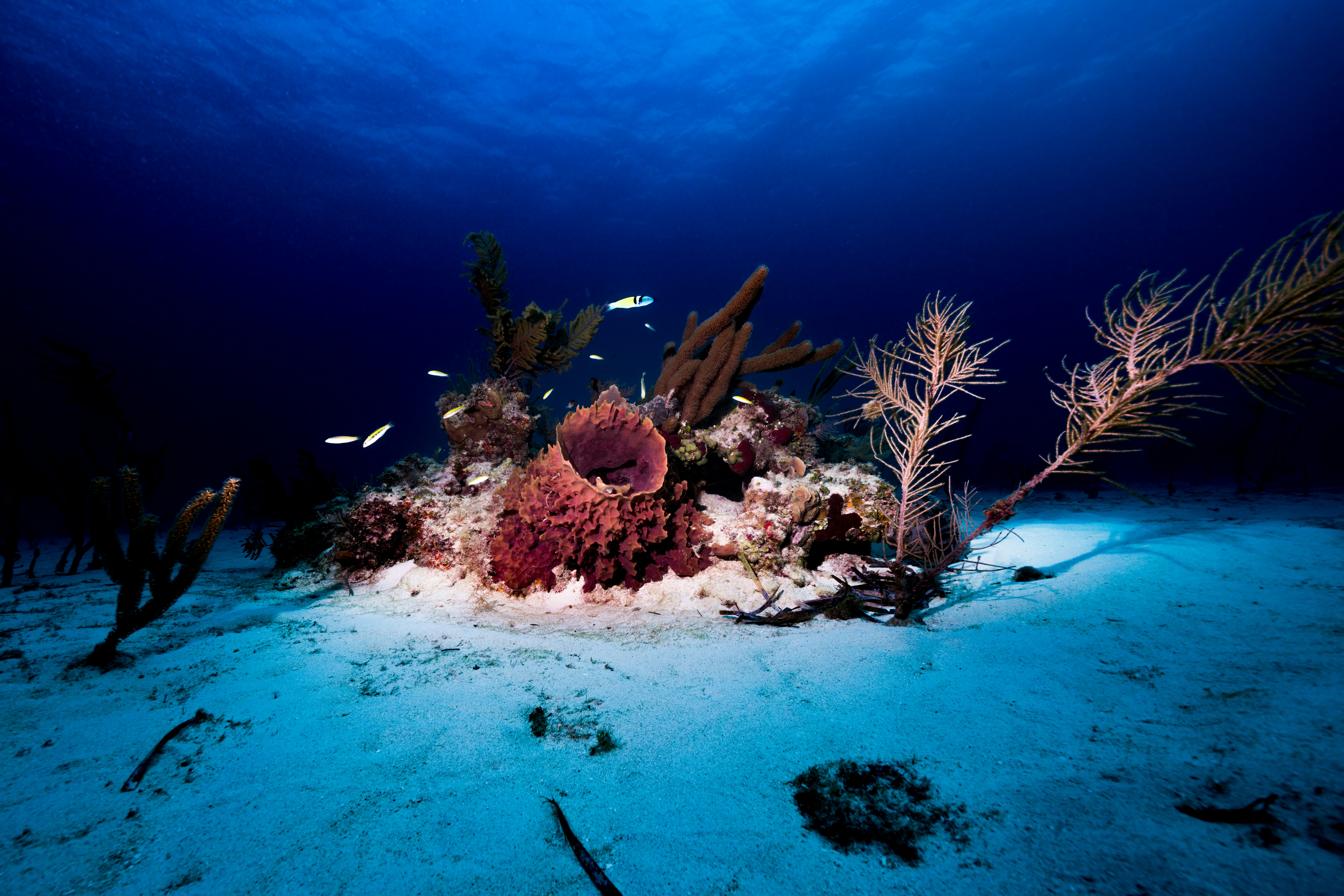 Vibrant staghorn coral formation in shallow tropical reef with small fish swimming around
