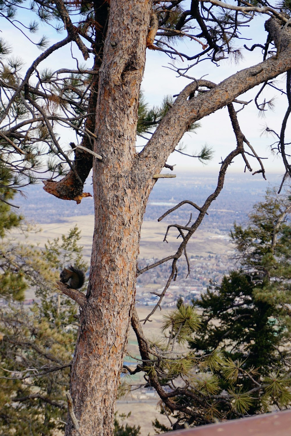 a bird is perched on a tree branch