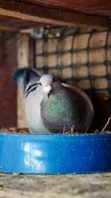 A grey pigeon with a hint of iridescent green on its neck is nestled inside a container. The setting includes a cage-like structure in the background made from a grid of wires, and the pigeon is standing on some straw bedding.