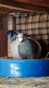 A grey pigeon with a hint of iridescent green on its neck is nestled inside a container. The setting includes a cage-like structure in the background made from a grid of wires, and the pigeon is standing on some straw bedding.