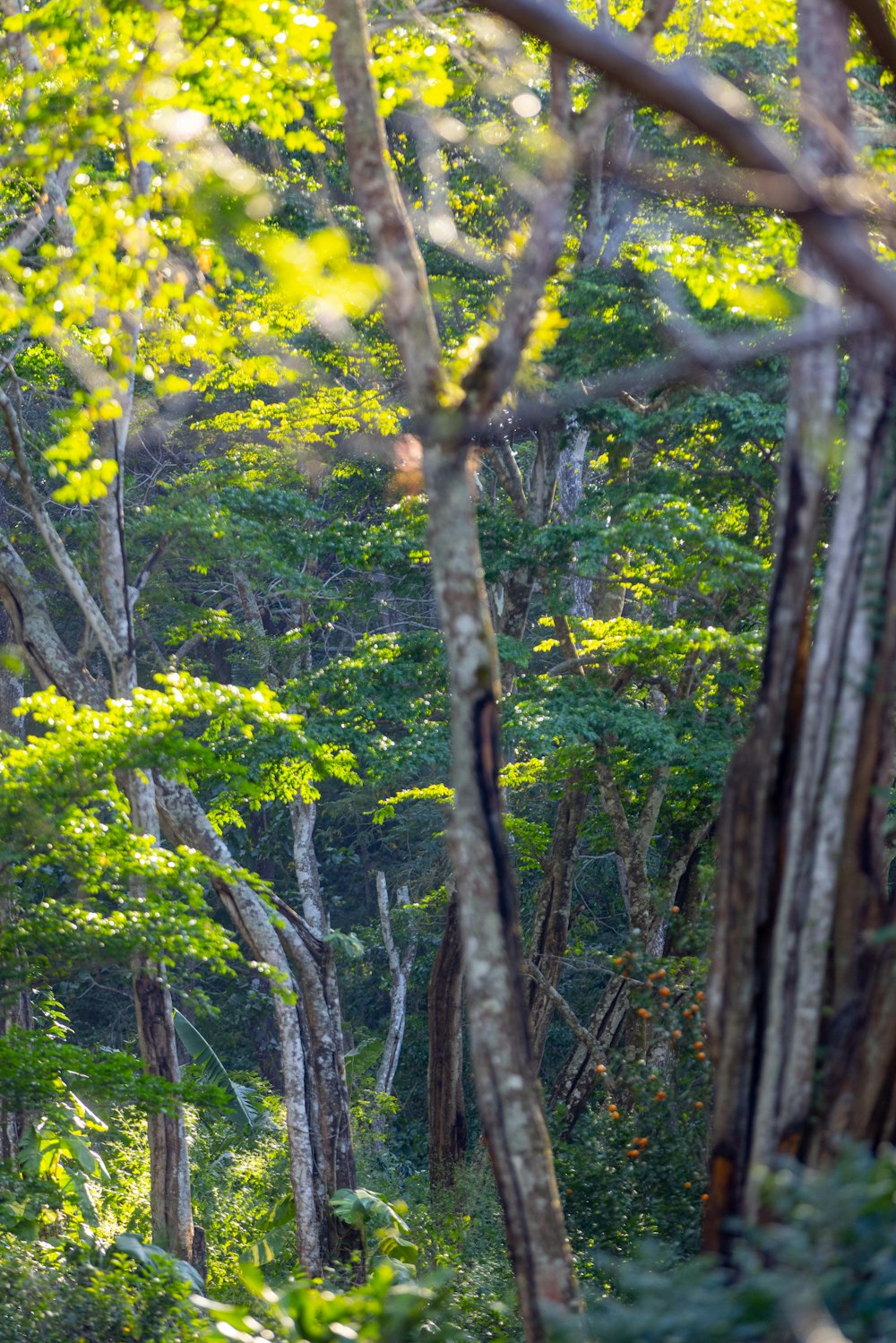 a forest filled with lots of green trees