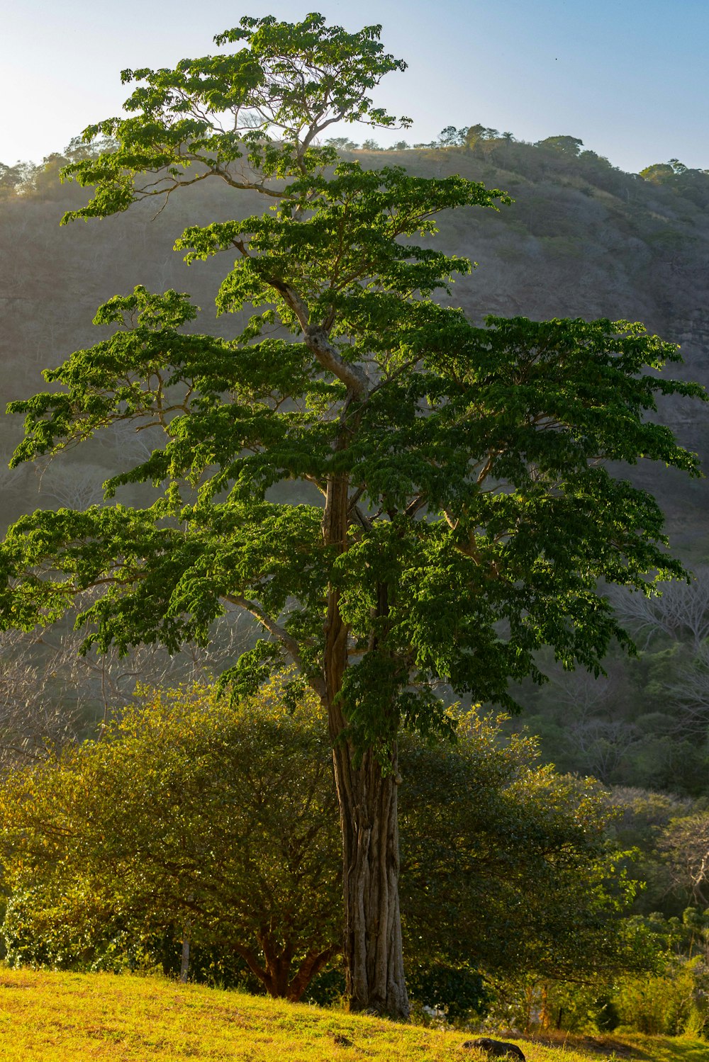 a tree in a field with a mountain in the background