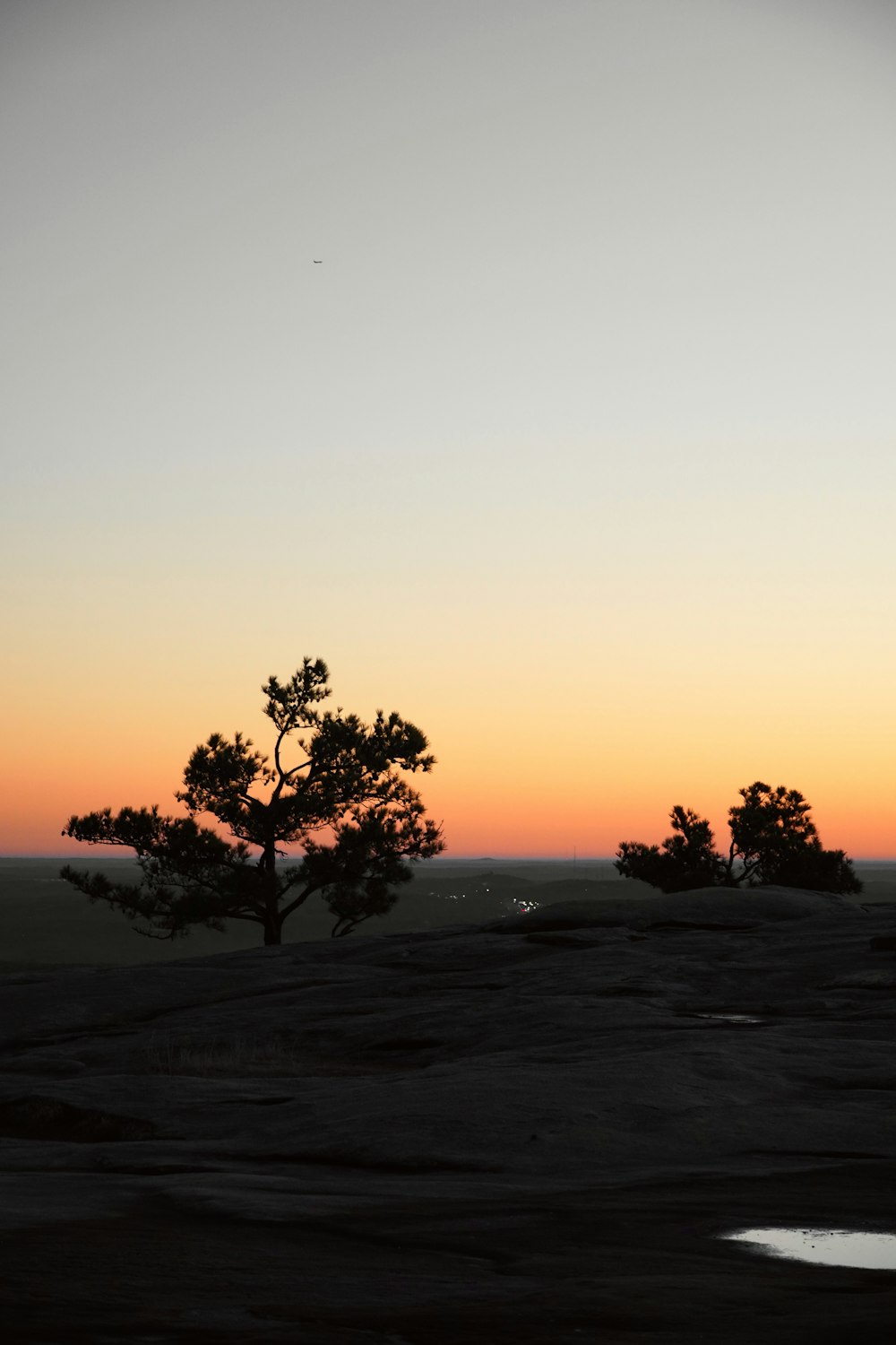 a lone tree is silhouetted against a sunset sky