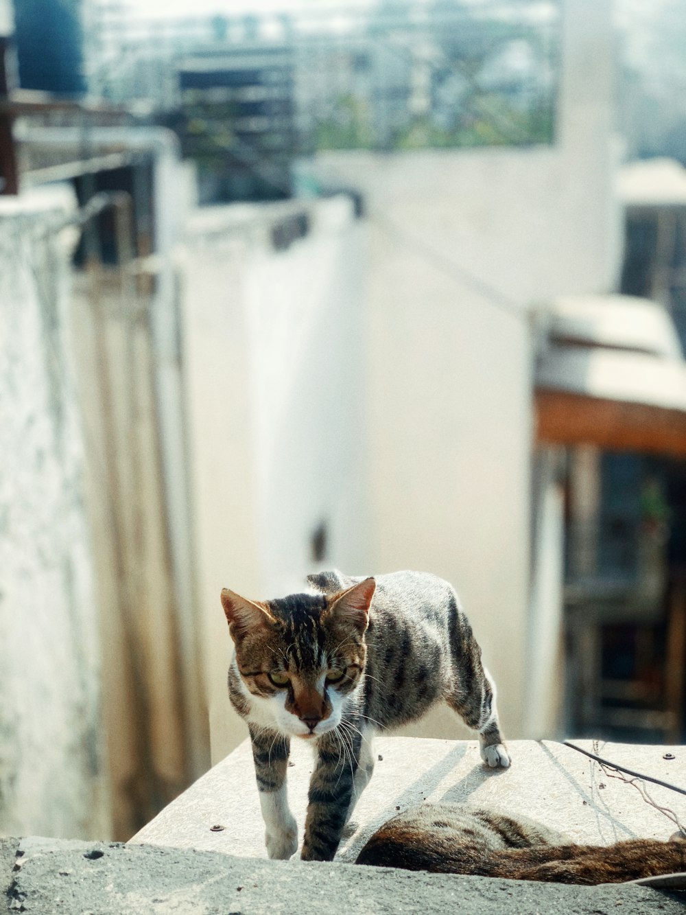 Un gato parado encima de una pared de cemento
