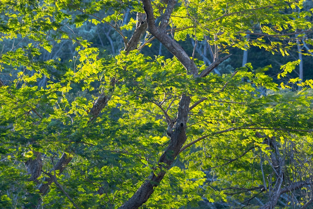 a bird is perched on a tree branch