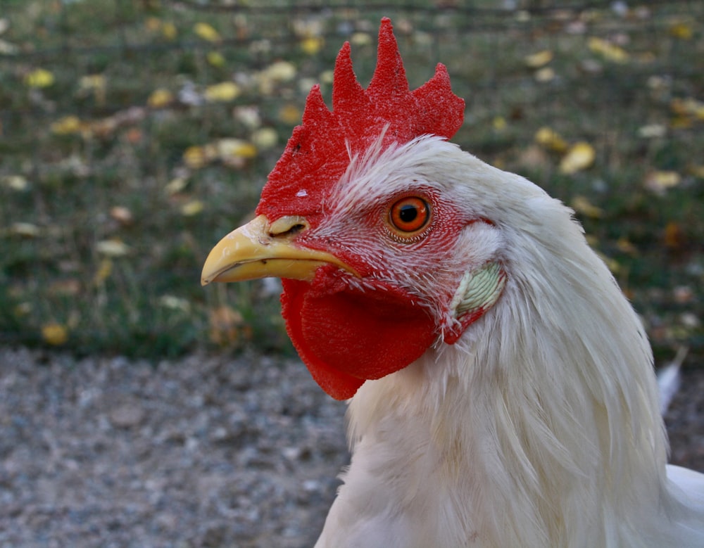 a close up of a rooster with a red head