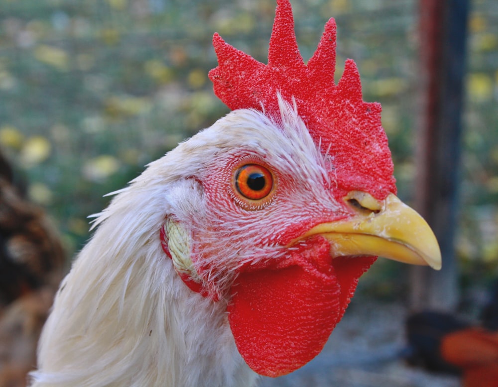 a close up of a rooster's head with other chickens in the background