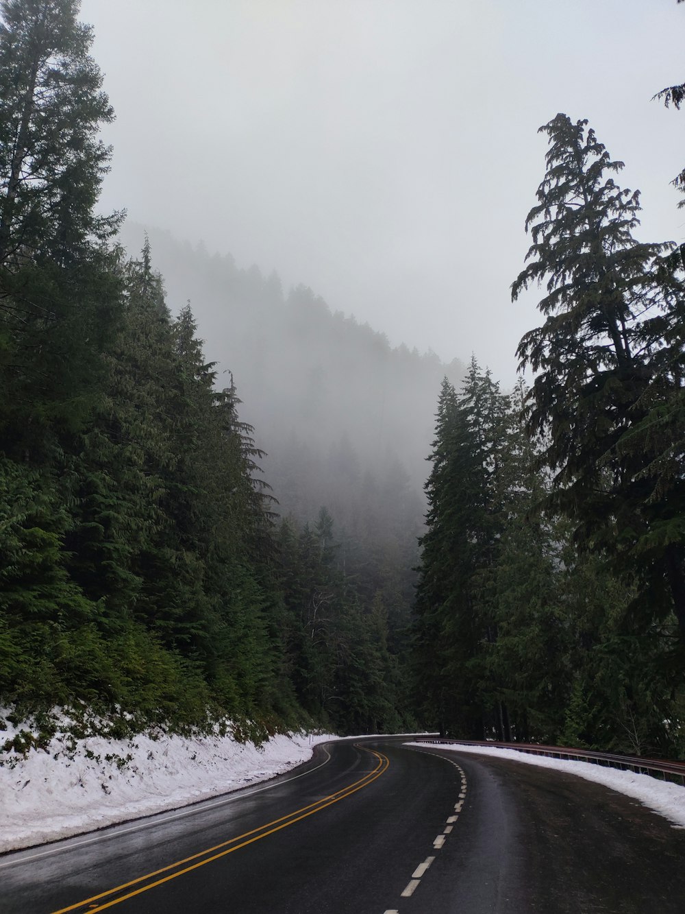 a road in the middle of a forest on a foggy day