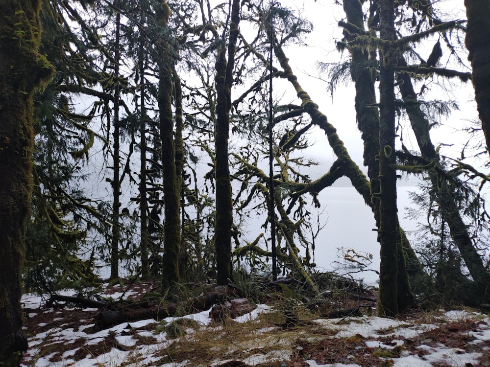 a forest filled with lots of trees covered in snow