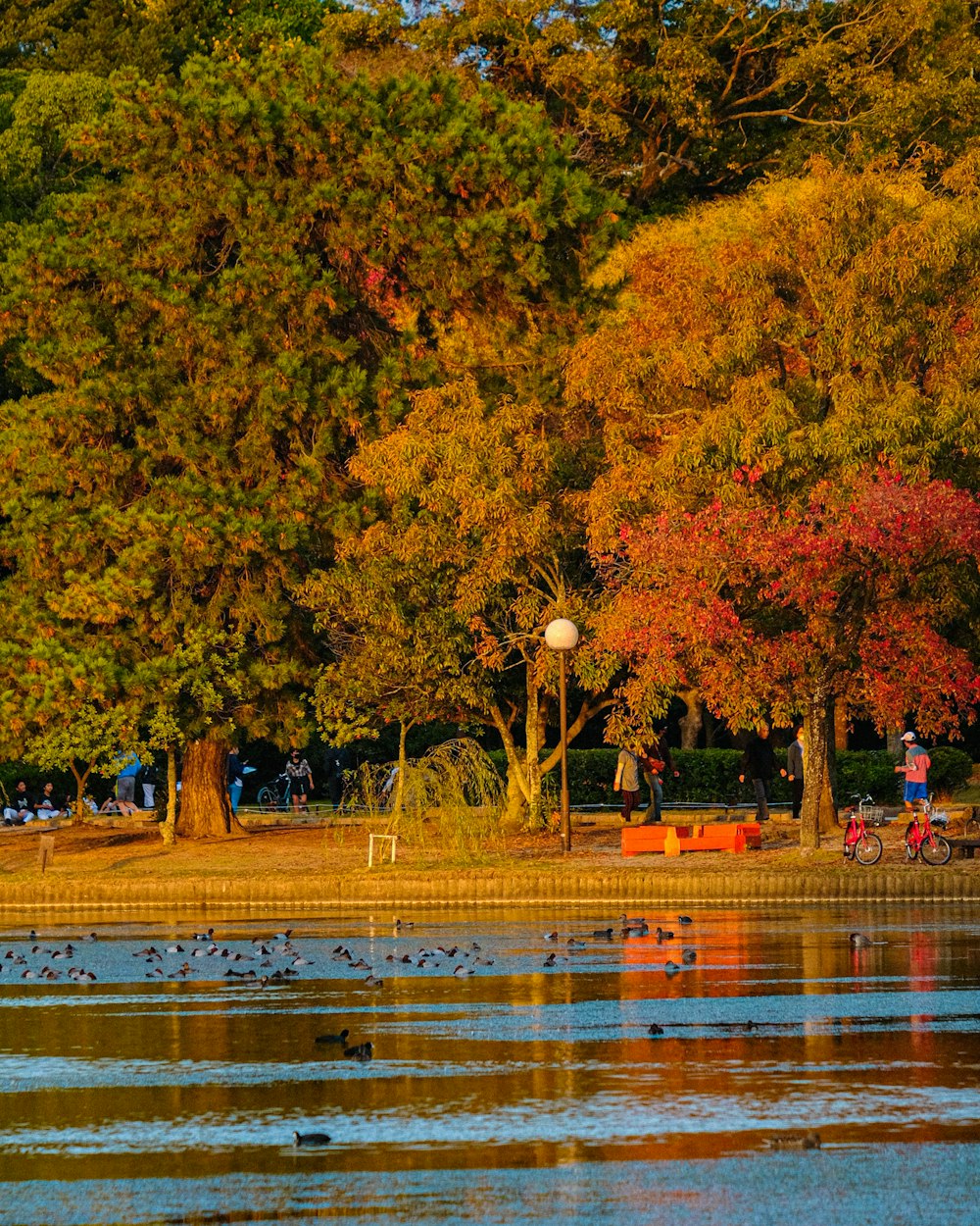 a group of birds sitting on top of a lake next to trees