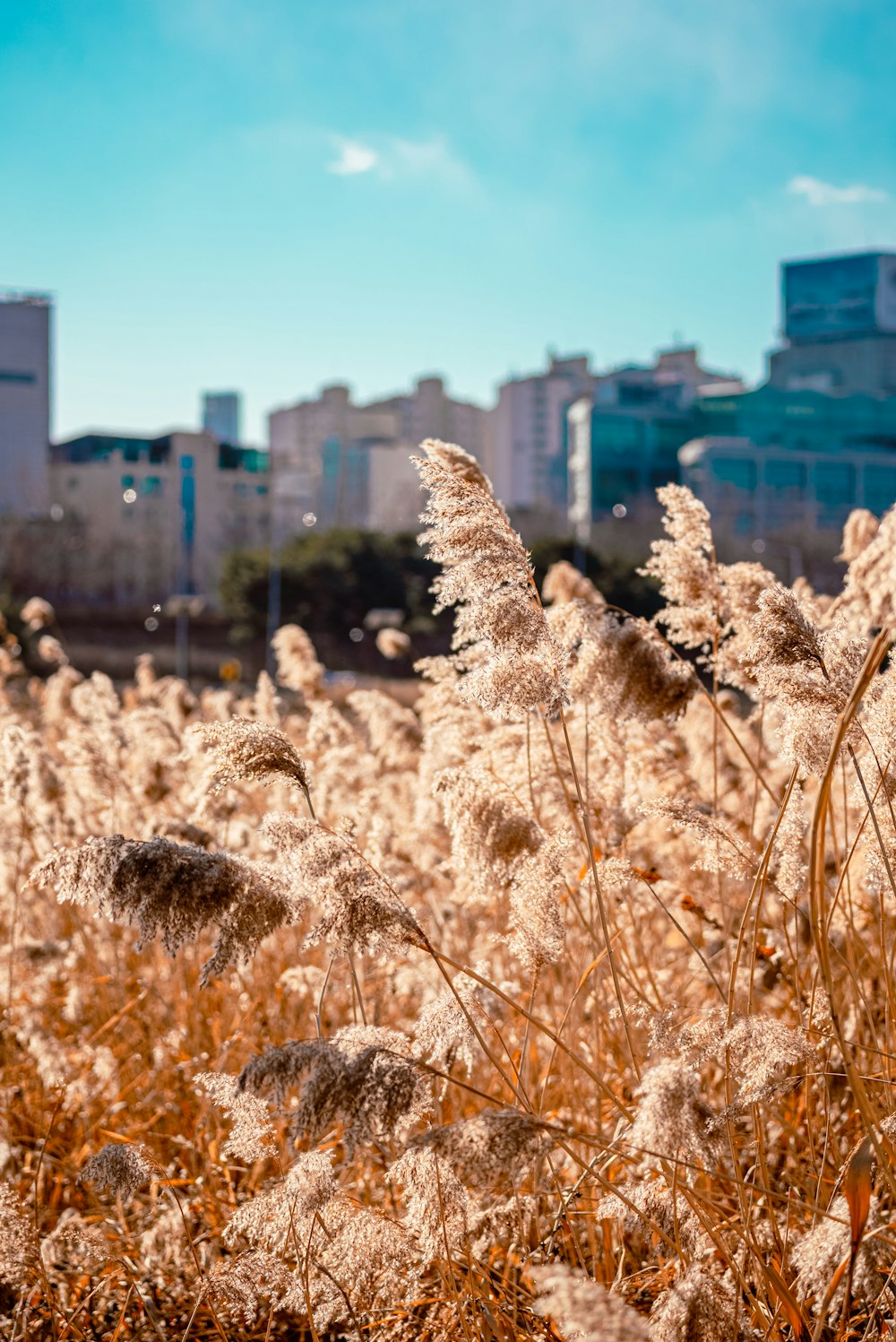 a field of tall grass with buildings in the background