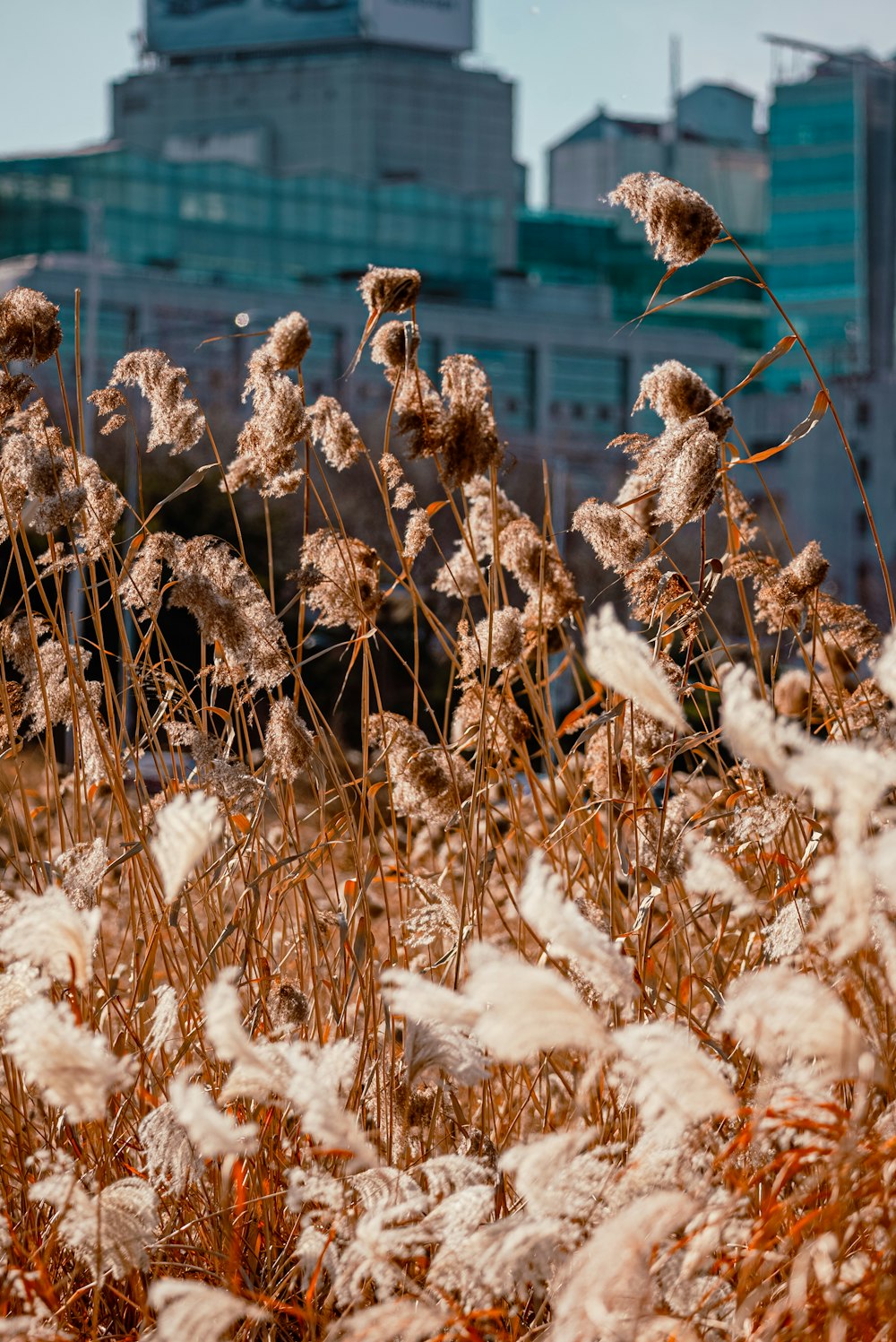 a field of tall grass with buildings in the background