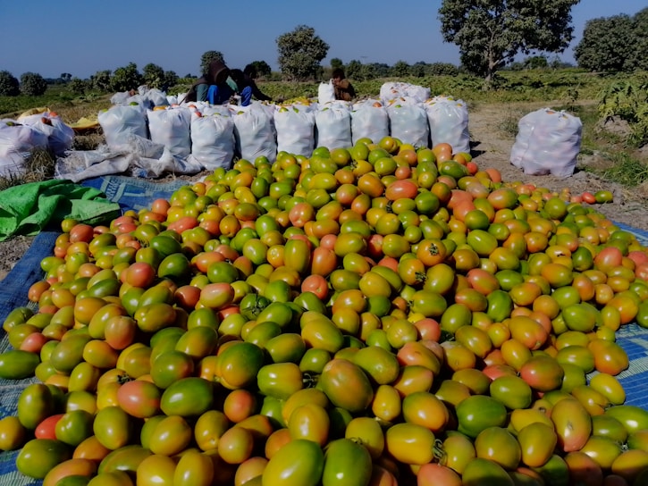 A large pile of harvested tomatoes with varying stages of ripeness is spread on a blue tarp. Several large bags filled with tomatoes are lined up in the background with two people sorting or organizing the produce. The scene is set outdoors in a field with trees visible in the distance under a clear blue sky.