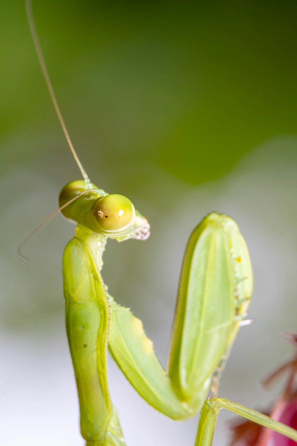 a close up of a praying mantissa