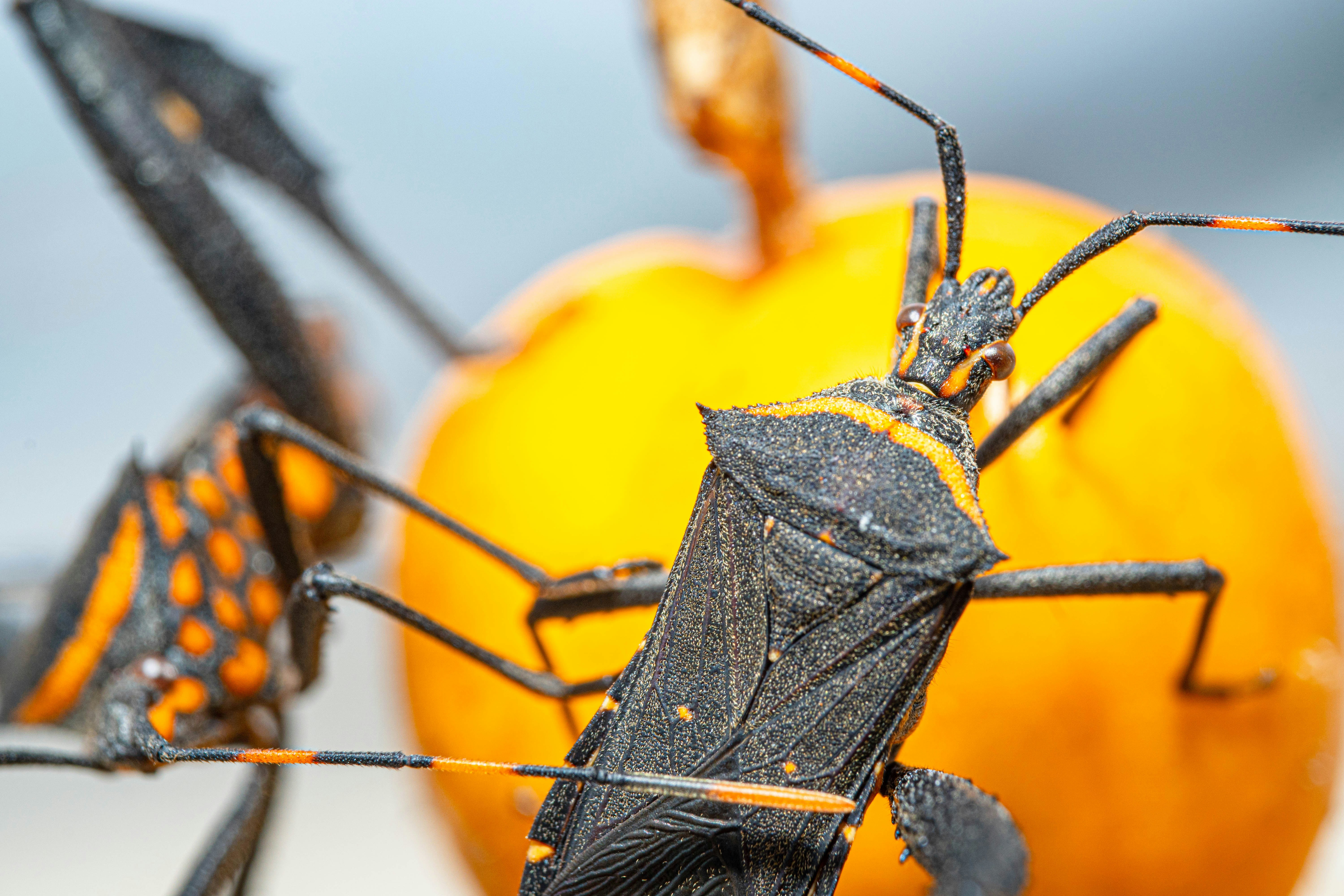 a close up of a bug on an orange