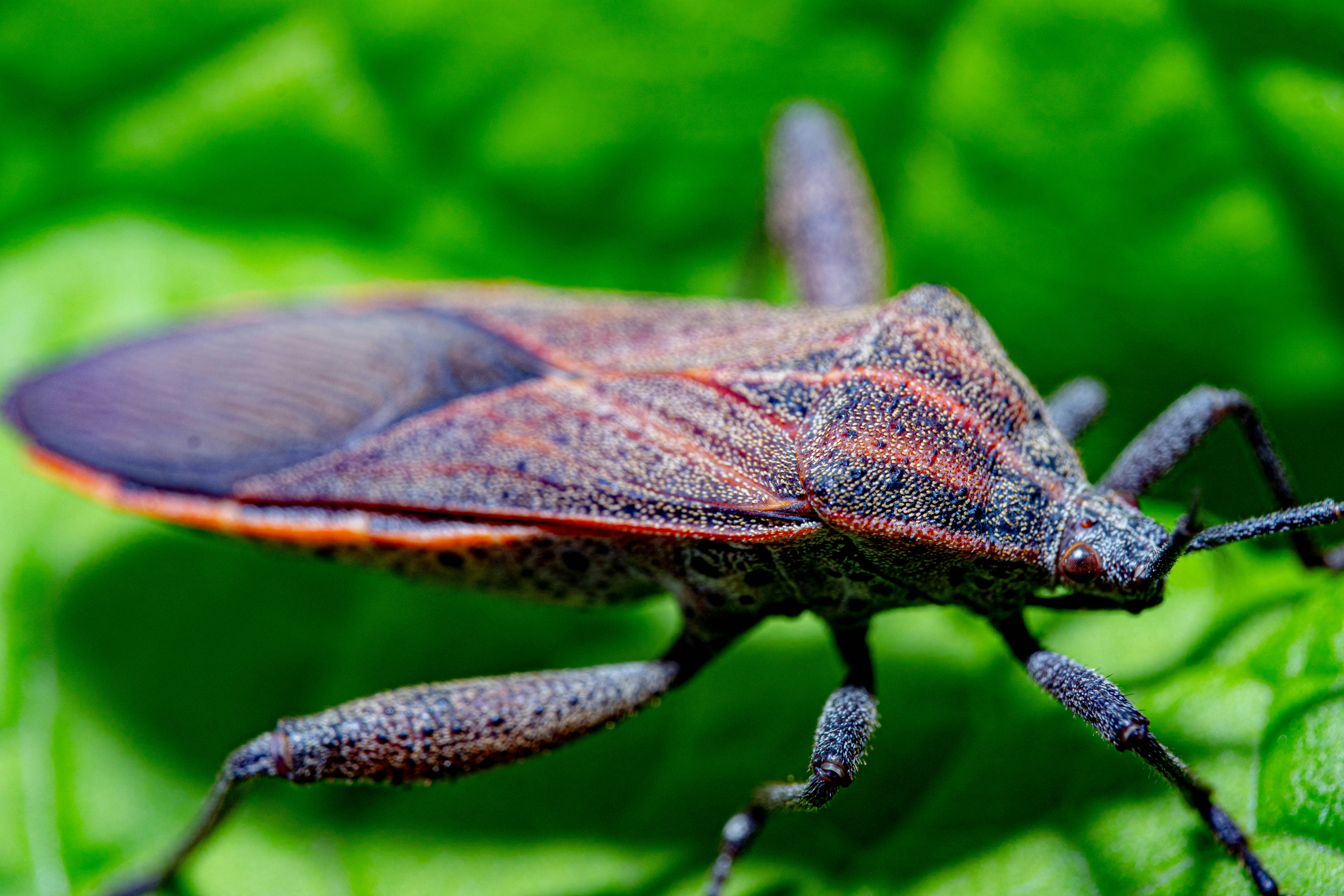 close-up Triatomine bugs on a green leaf (also called “kissing bugs”, cone-nosed bugs, and blood suckers)