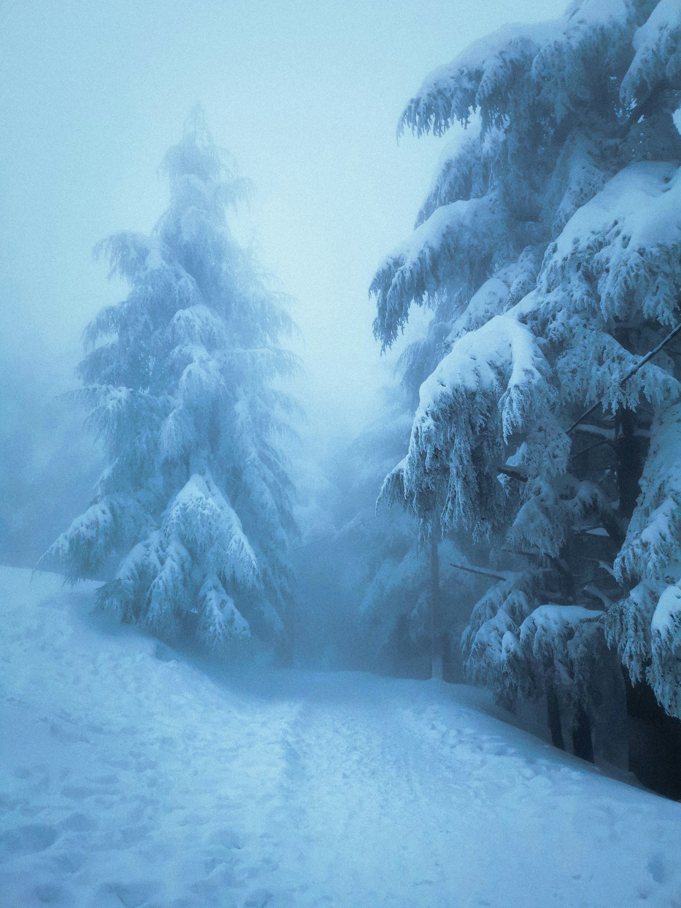 Norse winter forest with snow and mist, cold blue tones