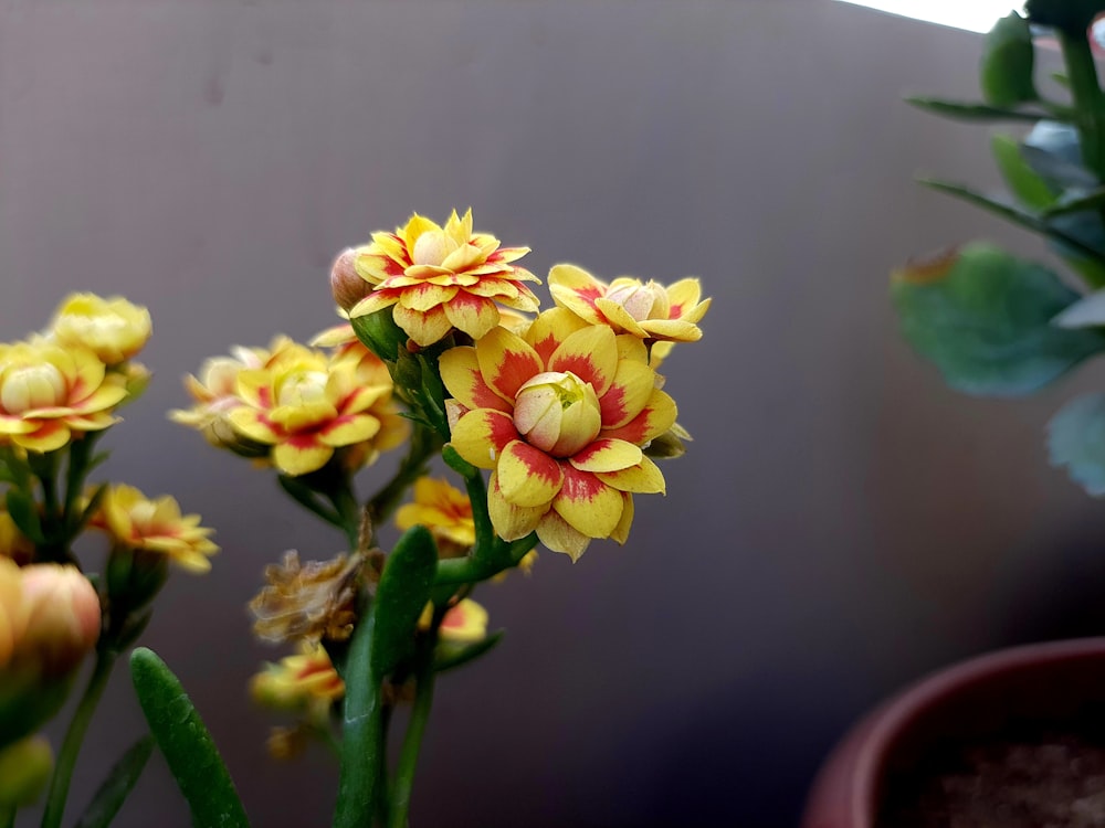 a group of yellow and red flowers sitting next to each other
