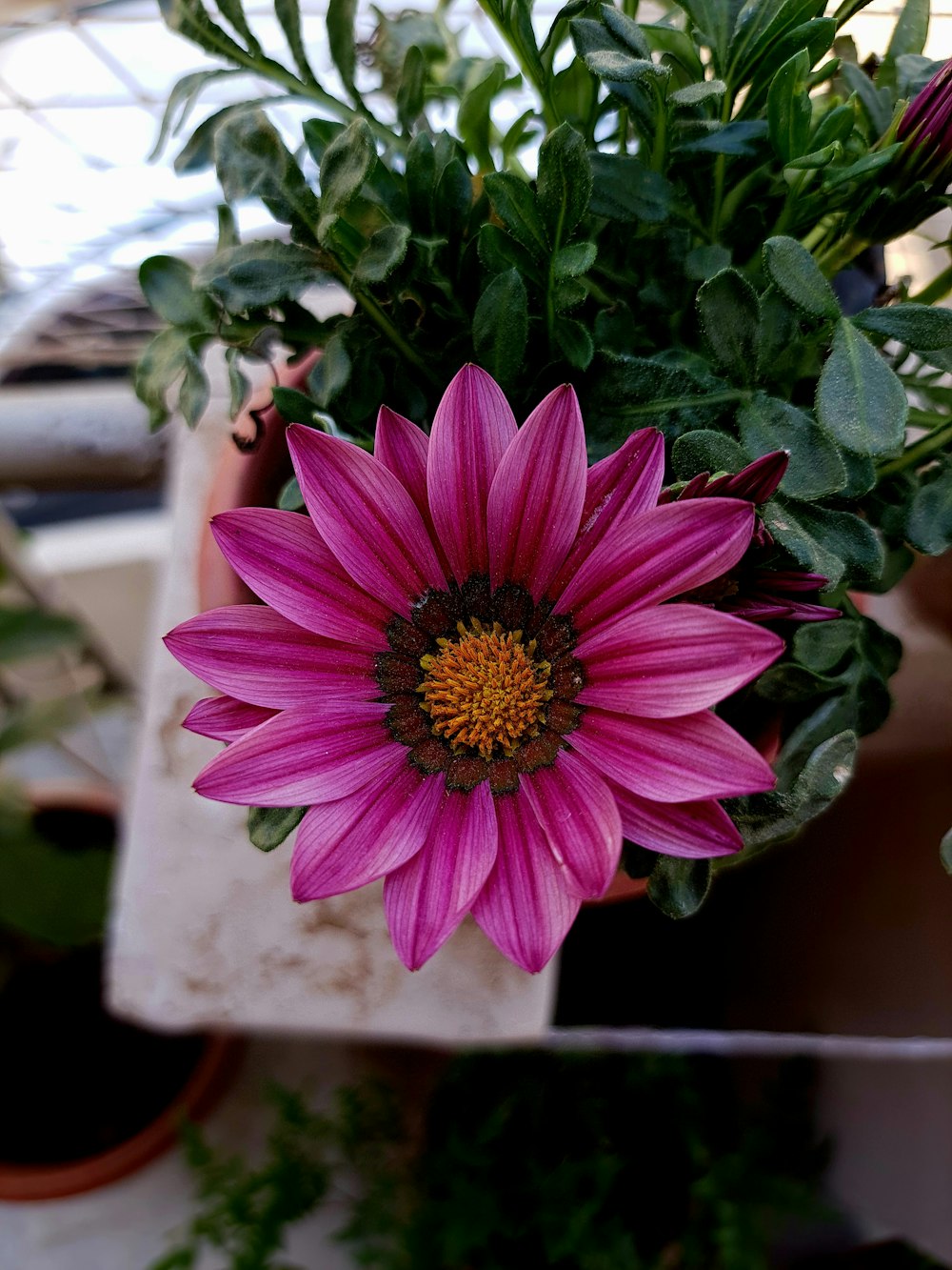a pink flower in a pot on a table