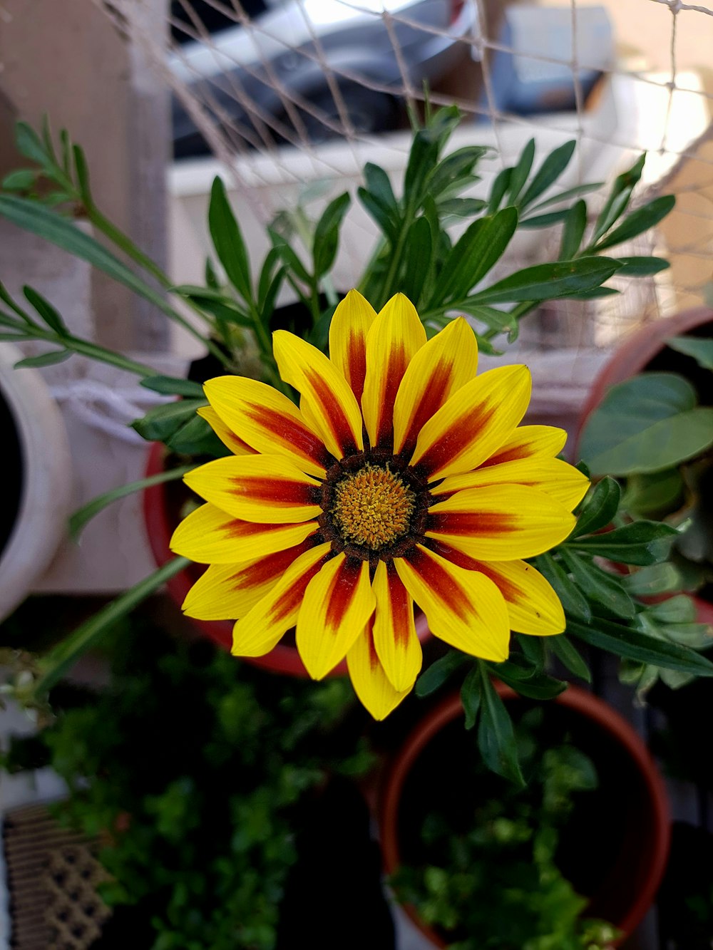 a yellow and red flower in a pot