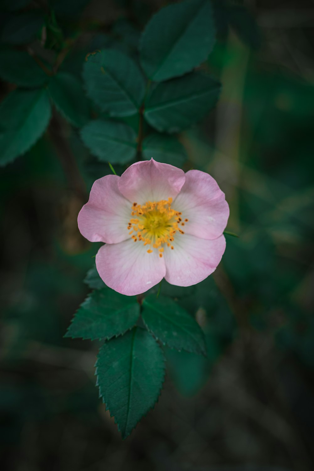 a pink flower with a yellow center surrounded by green leaves