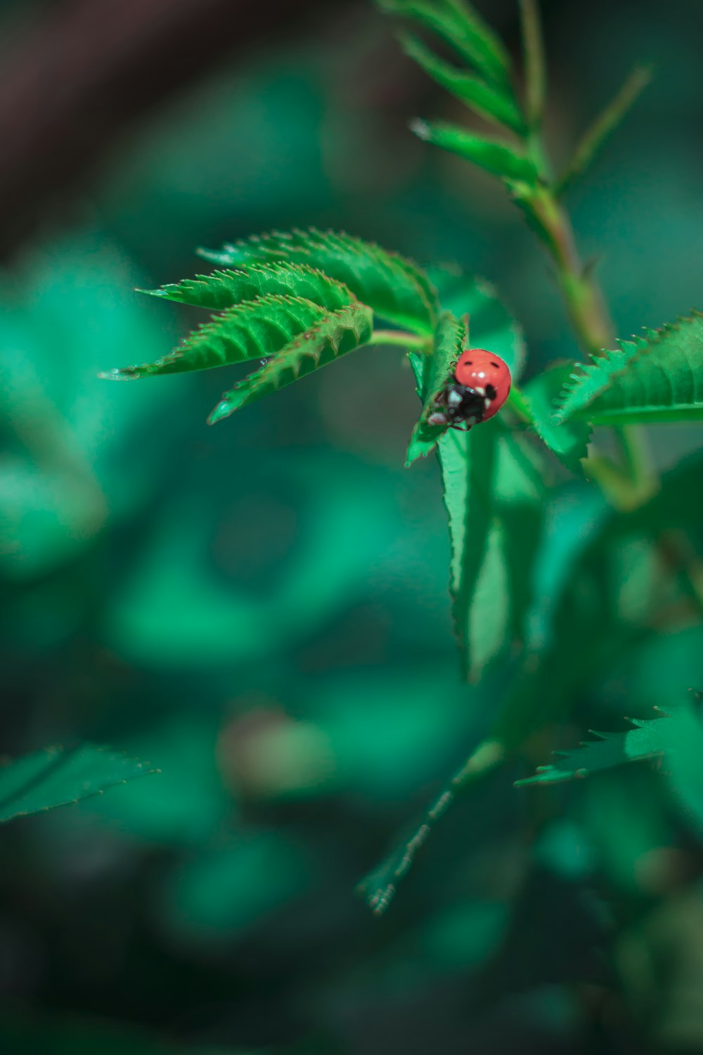 a ladybug sitting on top of a green leaf