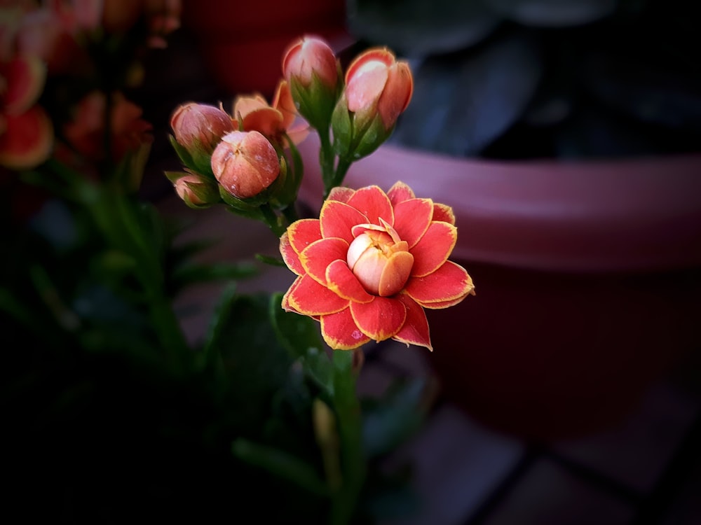 a close up of a flower with a pot in the background