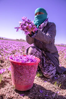 a person kneeling down in a field with purple flowers
