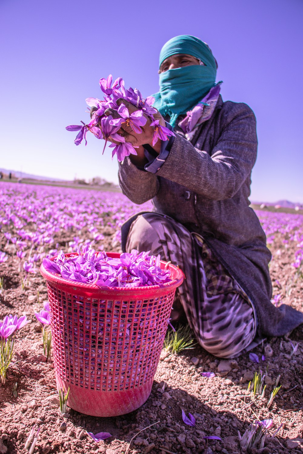 紫色の花が咲く野原にひざまずく人