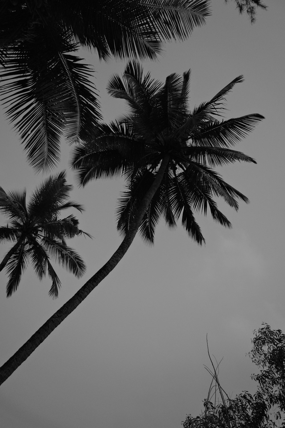 a black and white photo of two palm trees