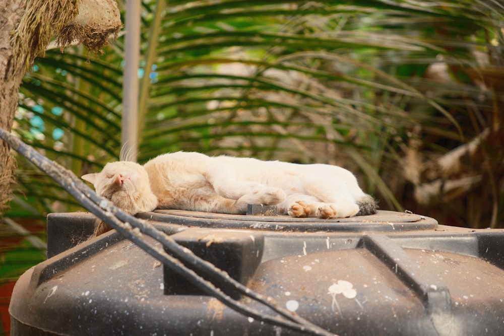 a white cat sleeping on top of a tank
