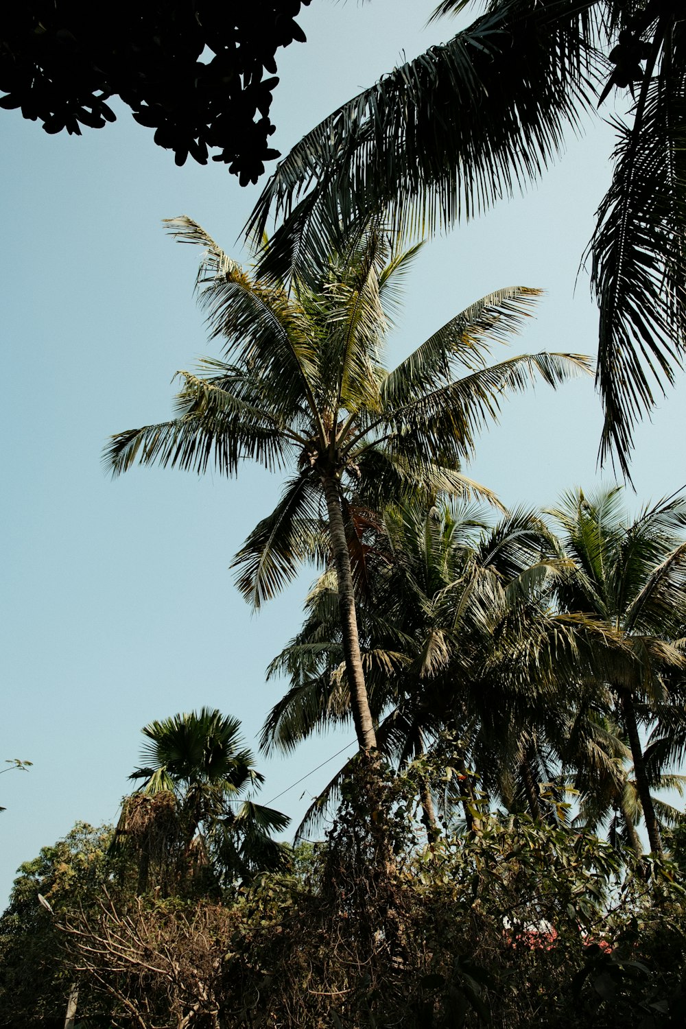 a palm tree with a blue sky in the background