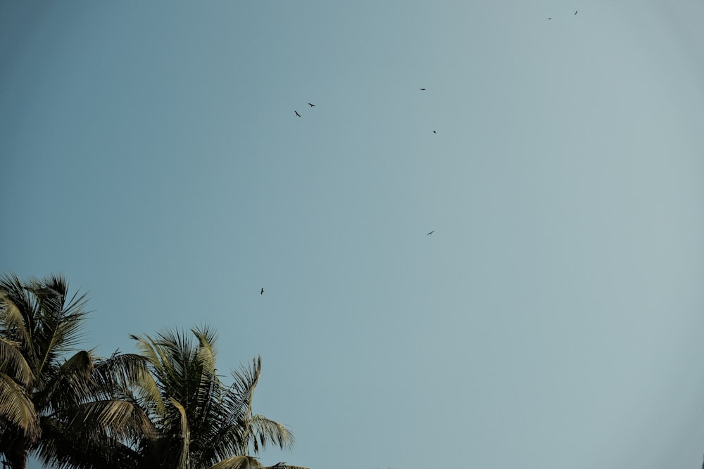 a group of birds flying through a blue sky