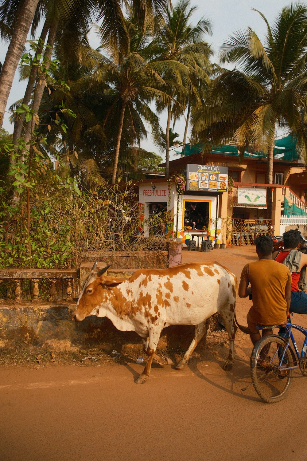 a man riding a bike next to a brown and white cow