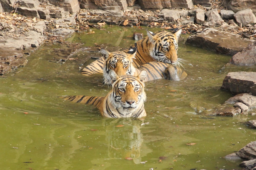 three tigers are swimming in a pool of water