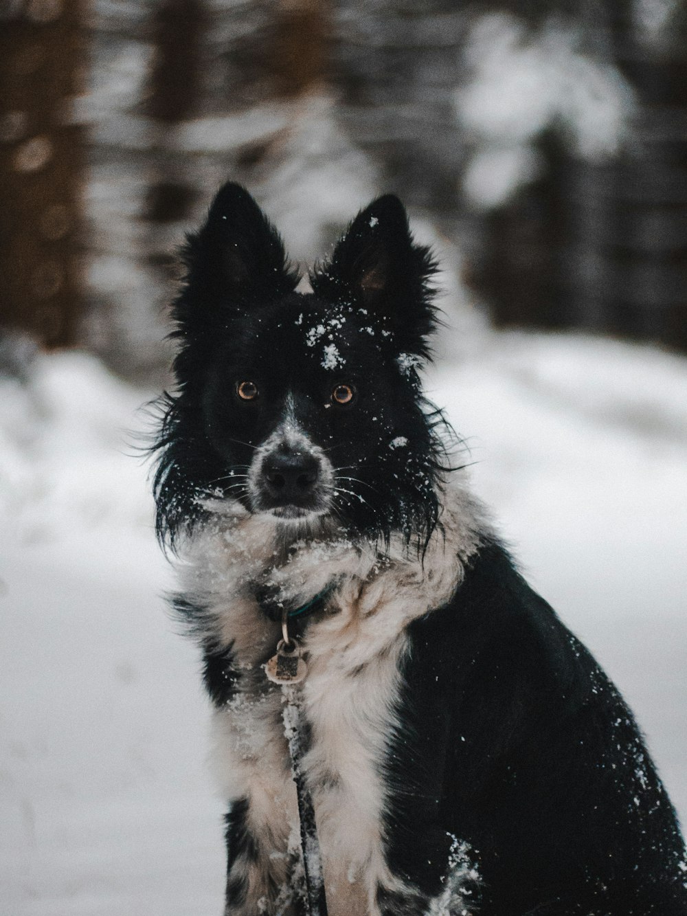 a black and white dog sitting in the snow