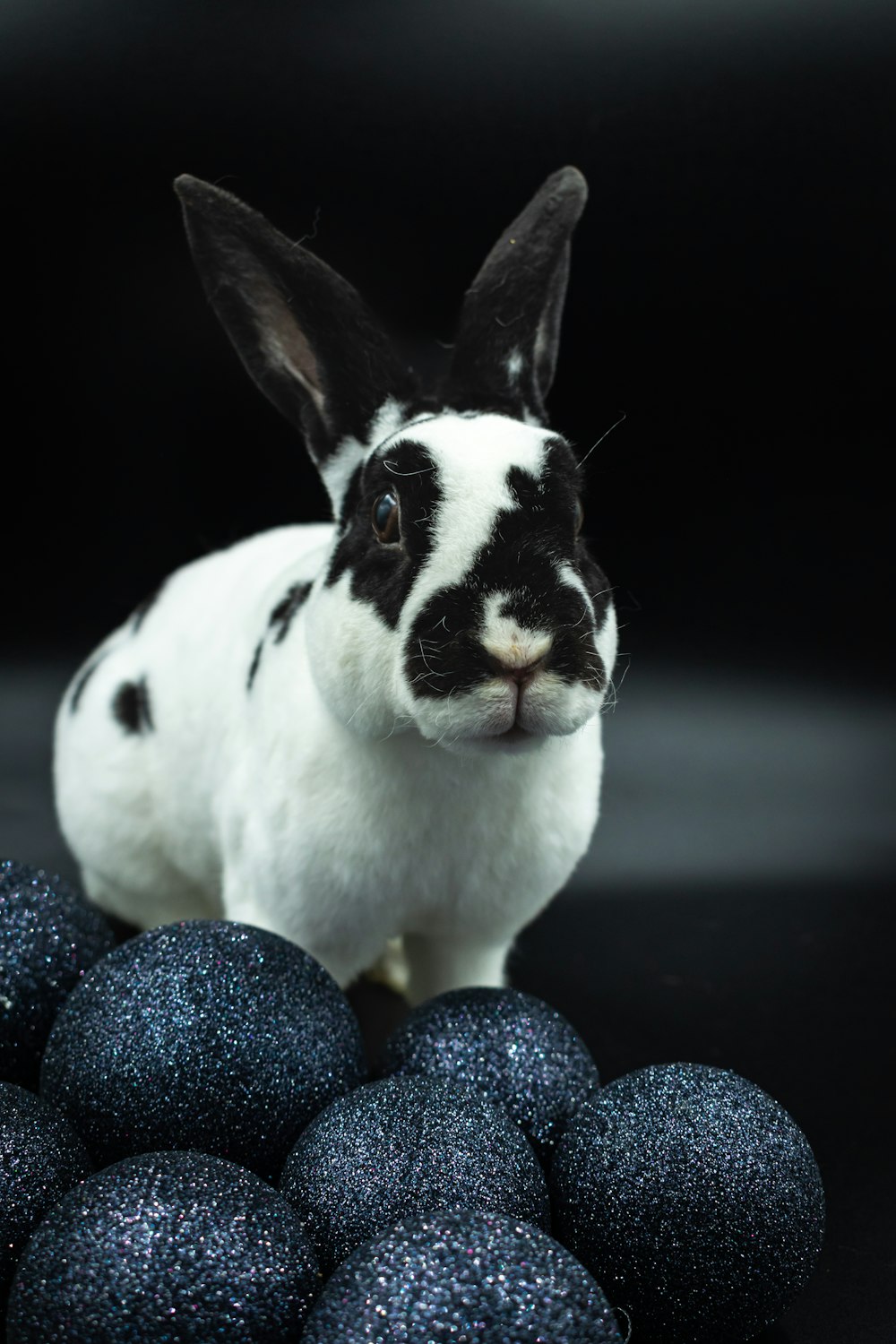 a black and white rabbit sitting next to blue balls